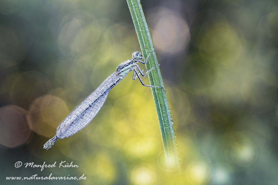 Federlibelle (Blaue)_0029