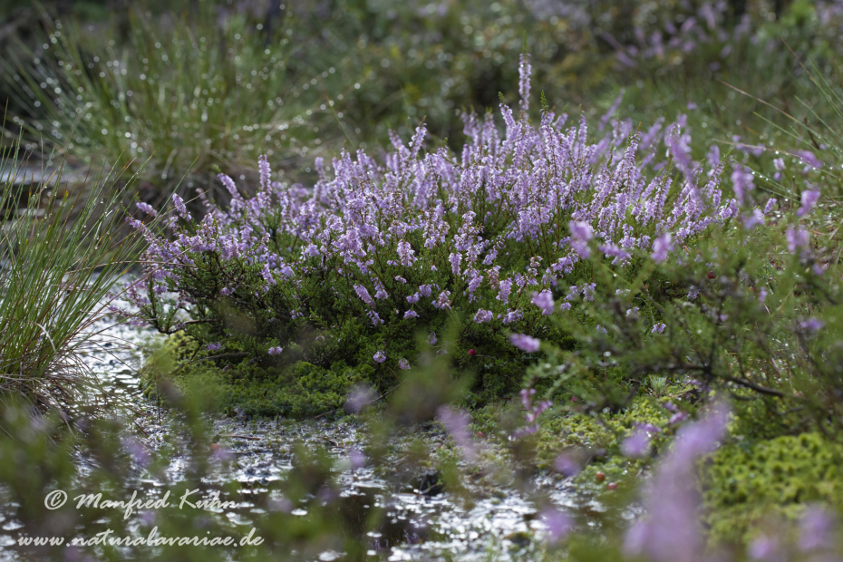Haspelmoor (BAY_LKR_FFB)_0019