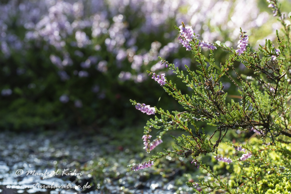 Haspelmoor (BAY_LKR_FFB)_0047