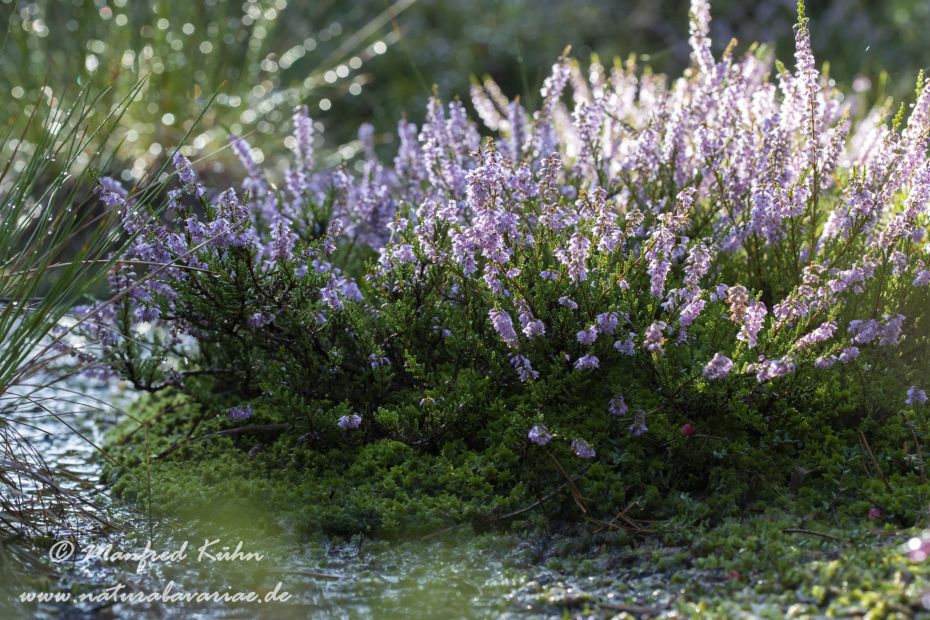 Haspelmoor (BAY_LKR_FFB)_0048