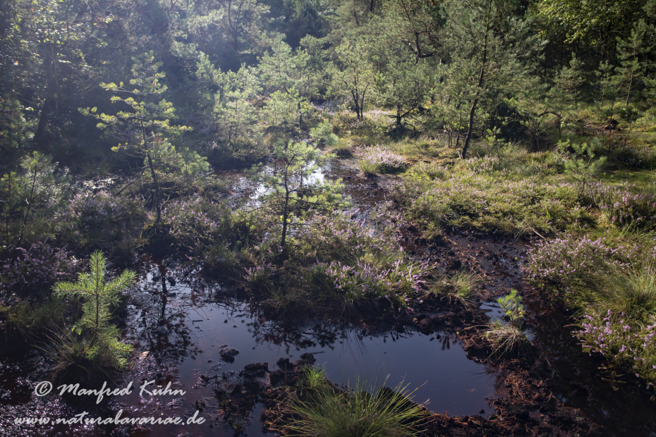 Haspelmoor (BAY_LKR_FFB)_0057