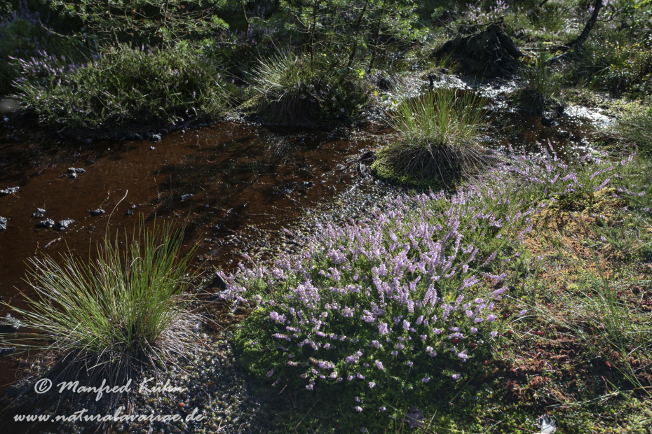 Haspelmoor (BAY_LKR_FFB)_0064
