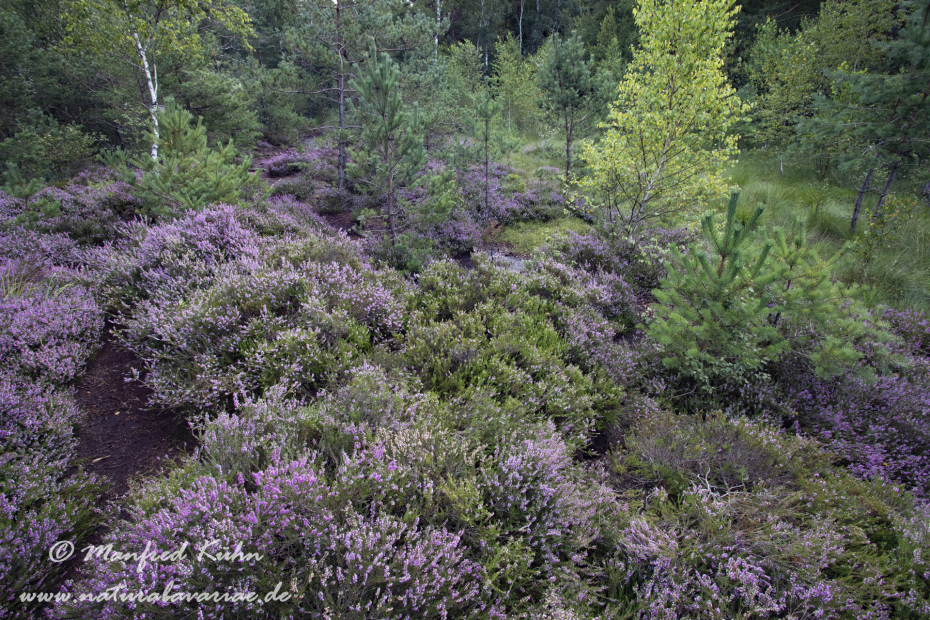 Haspelmoor (BAY_LKR_FFB)_0073