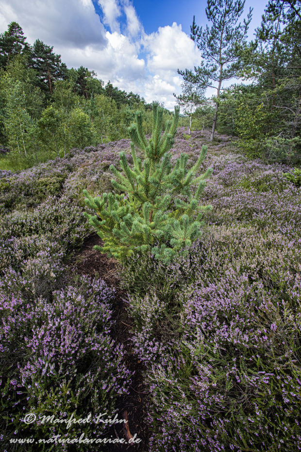 Haspelmoor (BAY_LKR_FFB)_0075