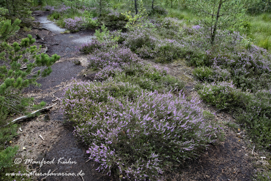 Haspelmoor (BAY_LKR_FFB)_0077