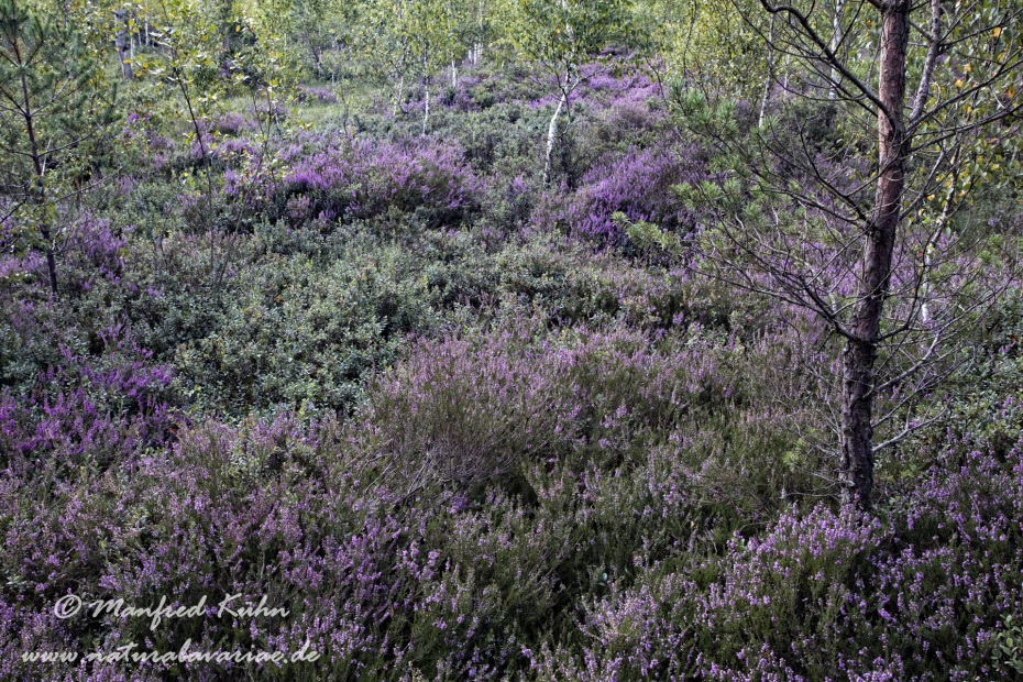 Haspelmoor (BAY_LKR_FFB)_0081