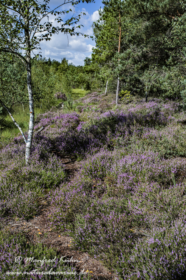 Haspelmoor (BAY_LKR_FFB)_0085
