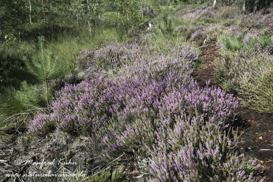 Haspelmoor (BAY_LKR_FFB)_0086