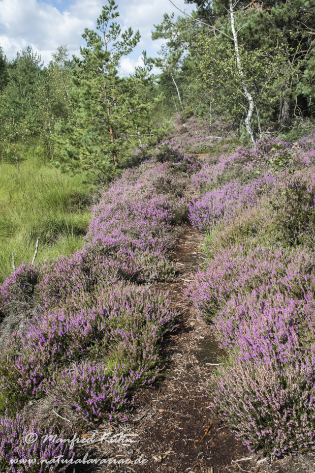 Haspelmoor (BAY_LKR_FFB)_0095