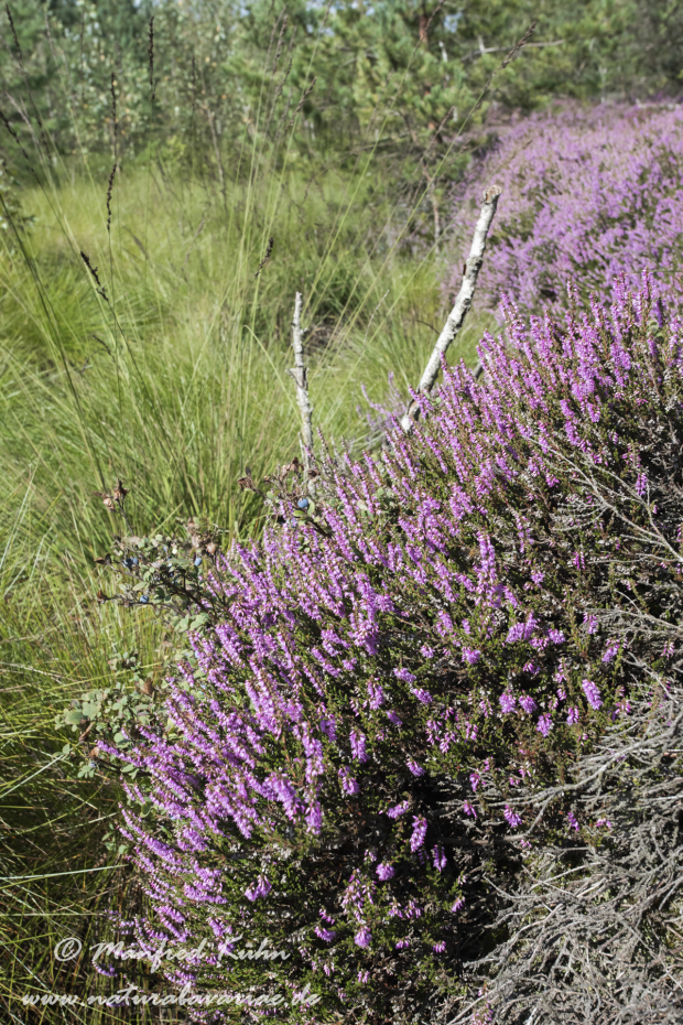 Haspelmoor (BAY_LKR_FFB)_0098