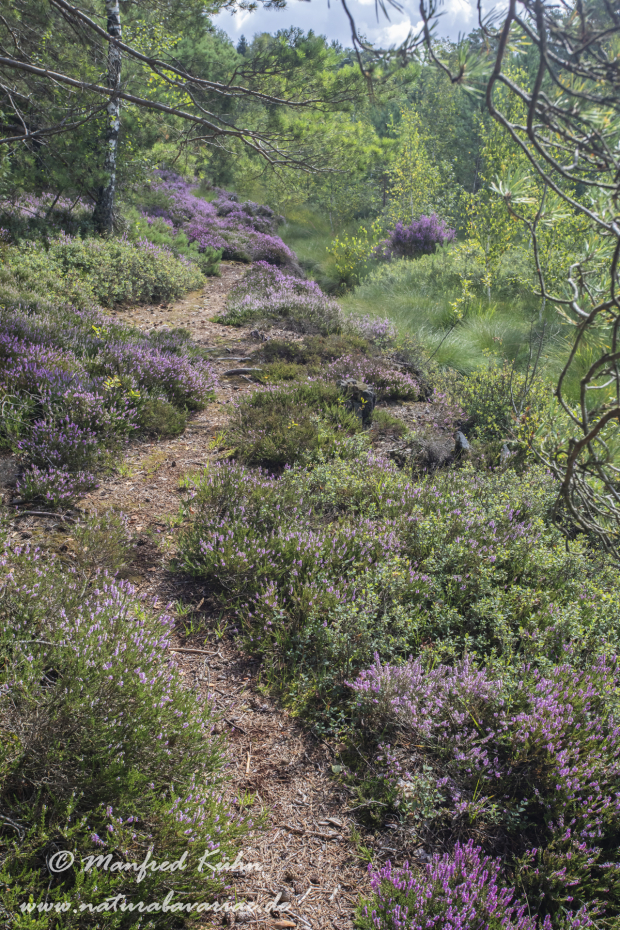 Haspelmoor (BAY_LKR_FFB)_0108