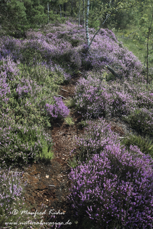 Haspelmoor (BAY_LKR_FFB)_0110