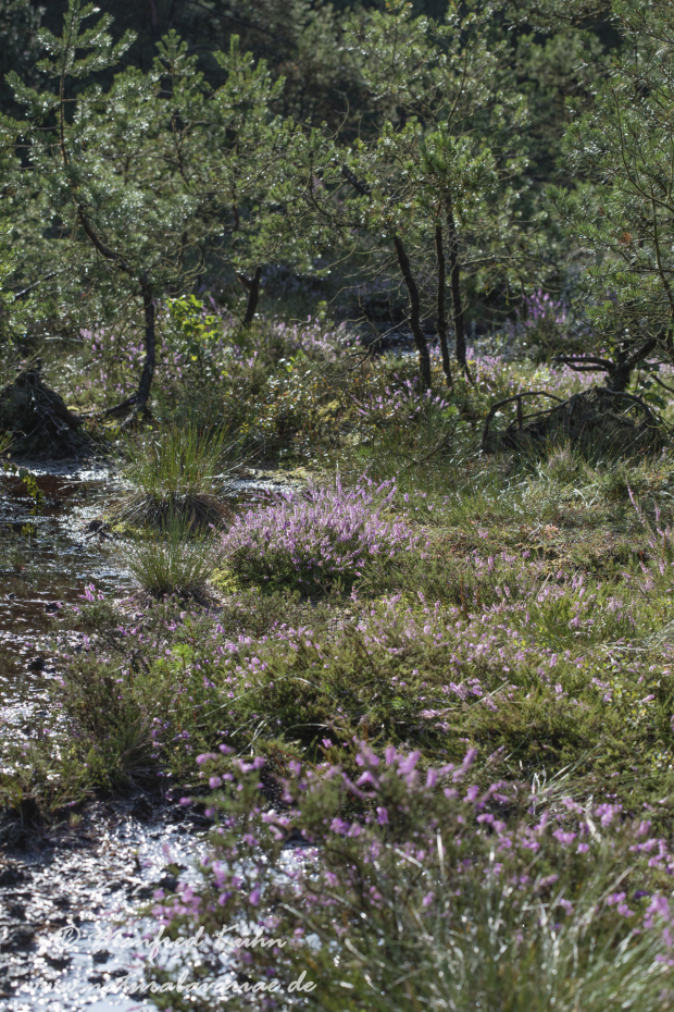 Haspelmoor (BAY_LKR_FFB)_0113