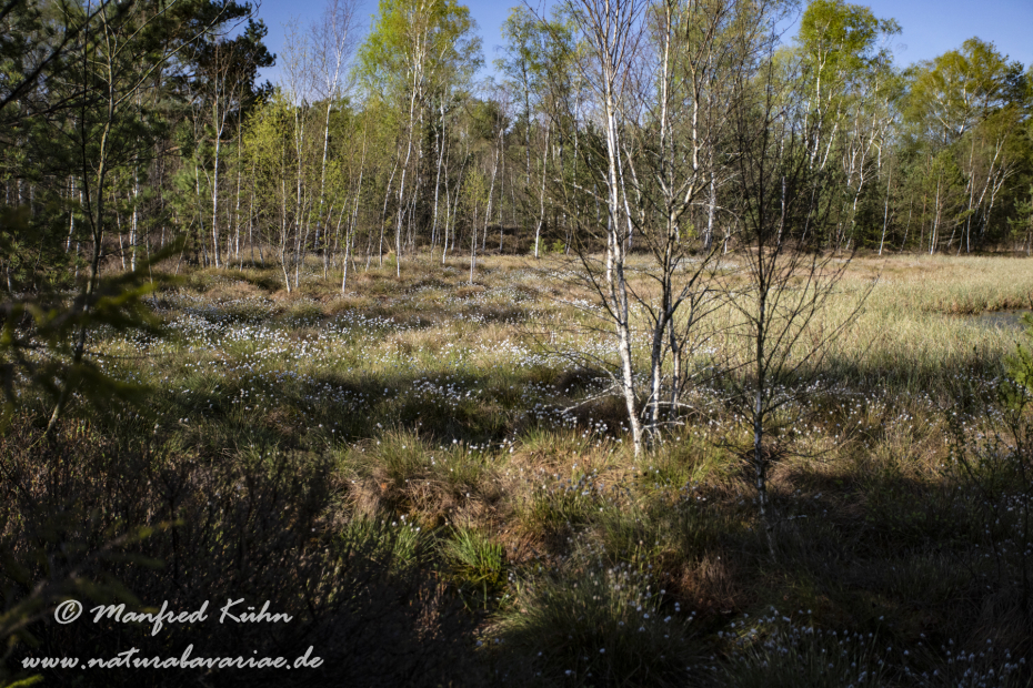 Haspelmoor (BAY_LKR_FFB)_0114
