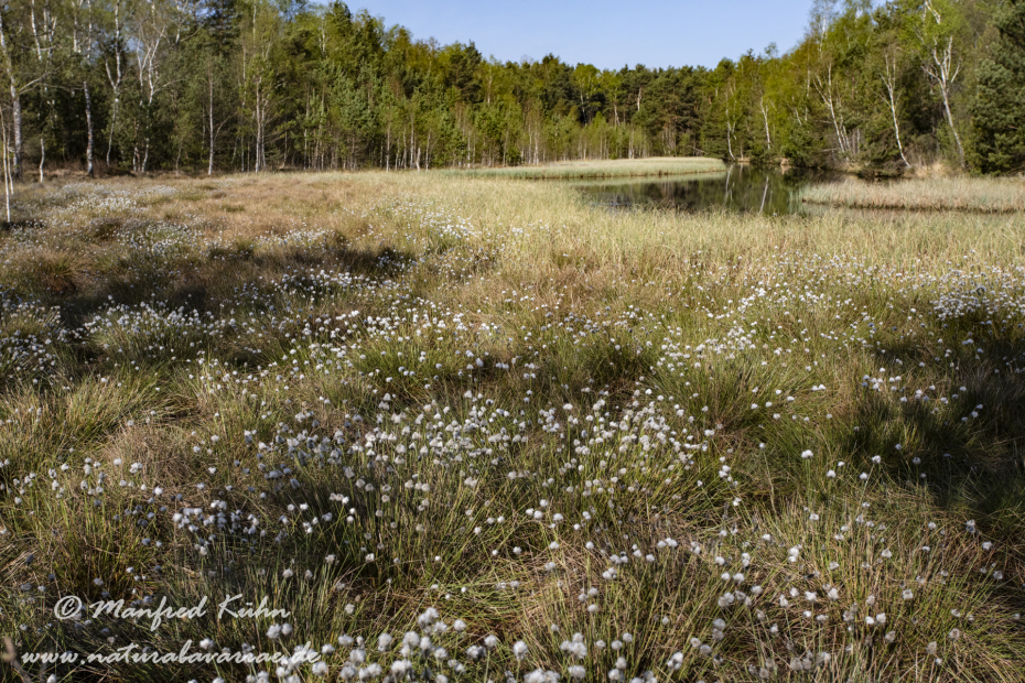 Haspelmoor (BAY_LKR_FFB)_0115