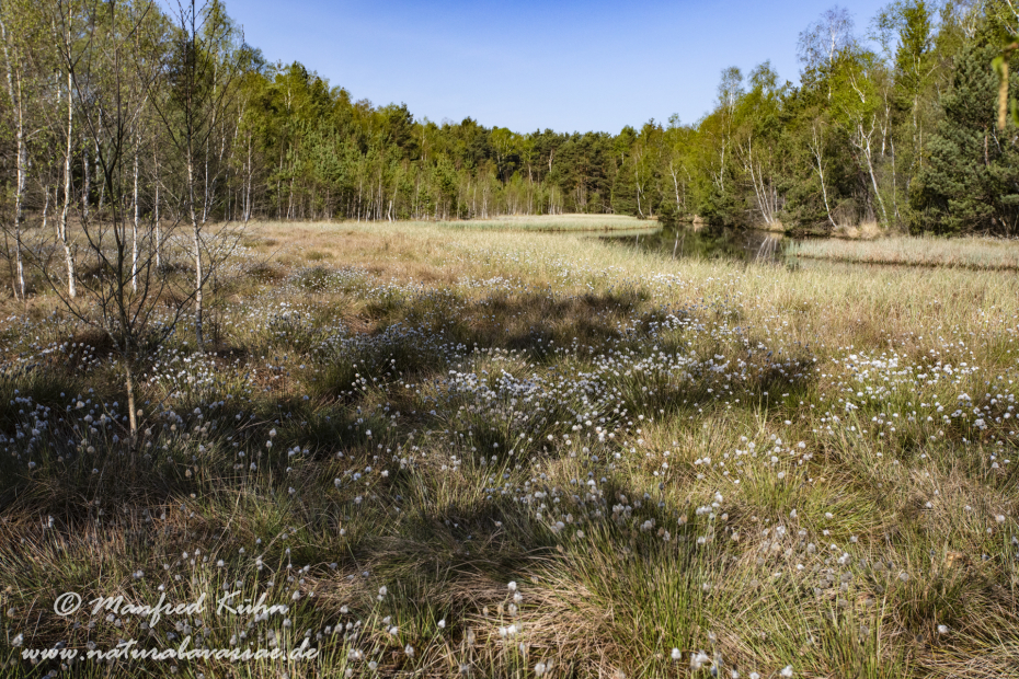 Haspelmoor (BAY_LKR_FFB)_0116
