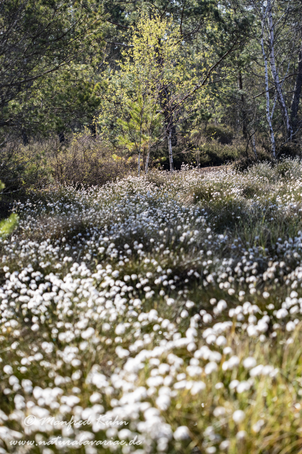 Haspelmoor (BAY_LKR_FFB)_0127