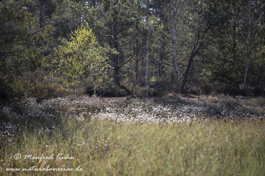 Haspelmoor (BAY_LKR_FFB)_0137