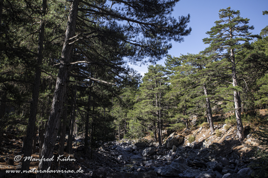 Korsika (Frankreich)_0141