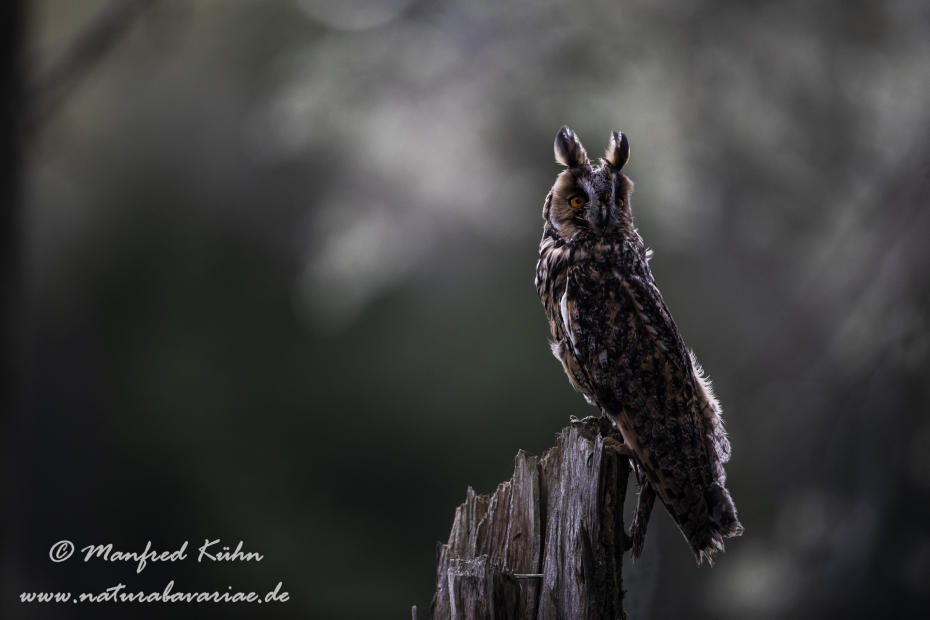 Waldohreule ()_0042