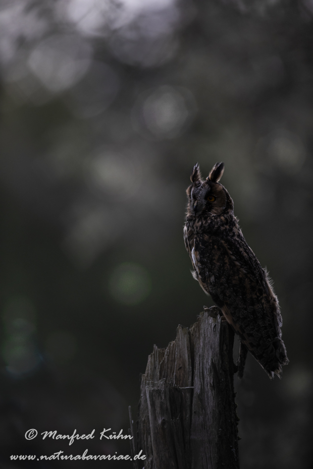 Waldohreule ()_0044