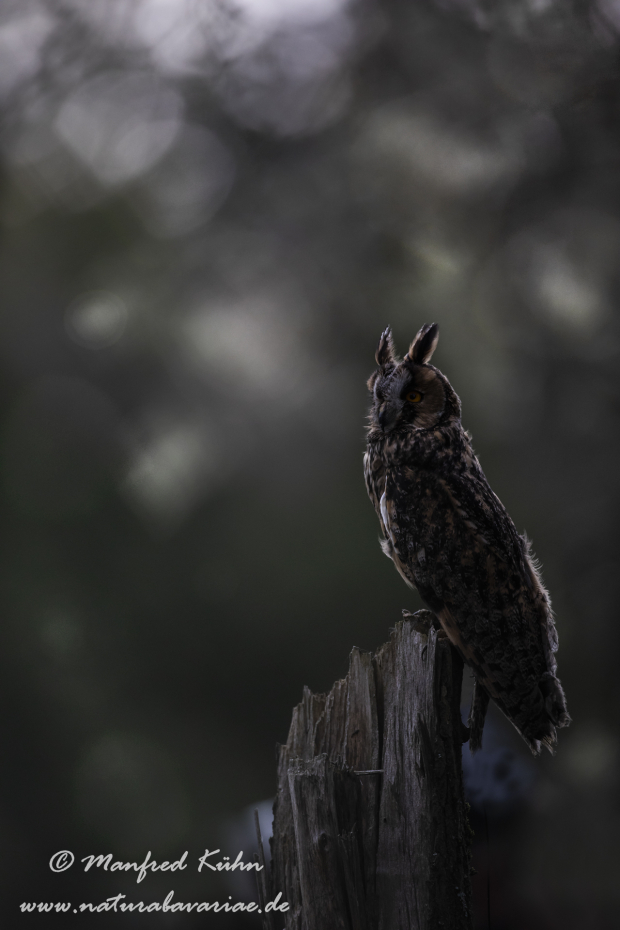 Waldohreule ()_0045