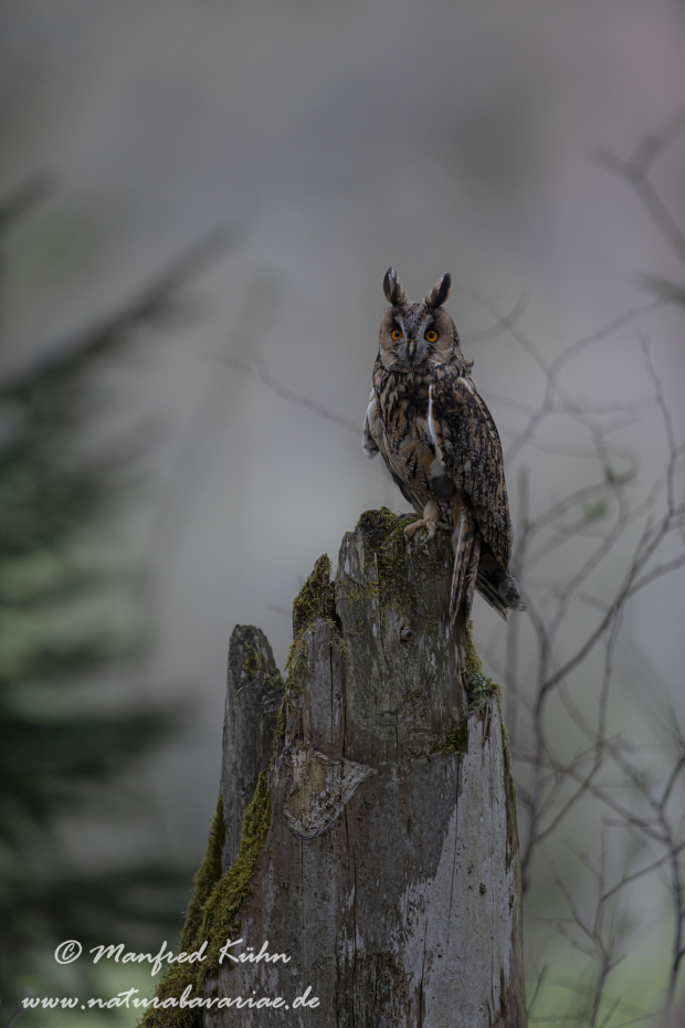 Waldohreule ()_0049