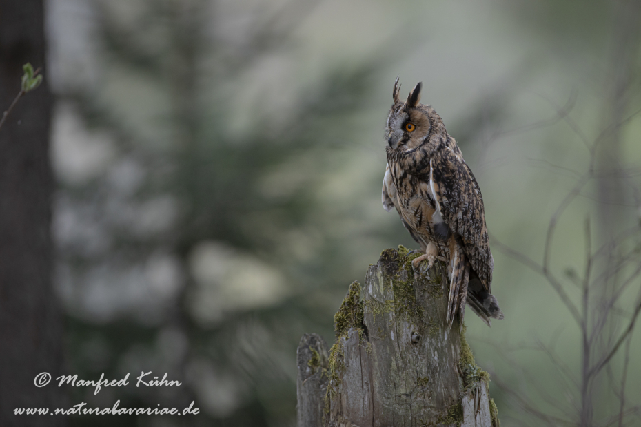 Waldohreule ()_0050