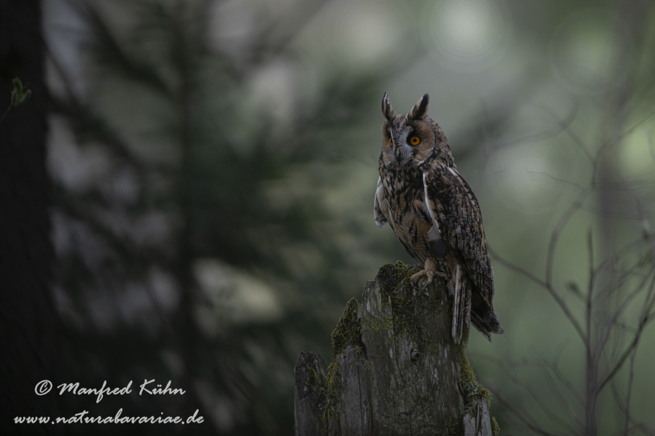 Waldohreule ()_0055