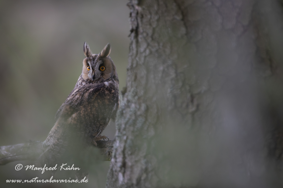 Waldohreule ()_0059