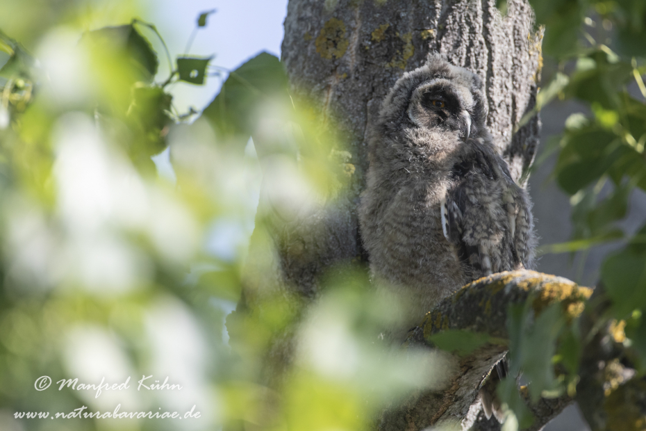 Waldohreule ()_0082