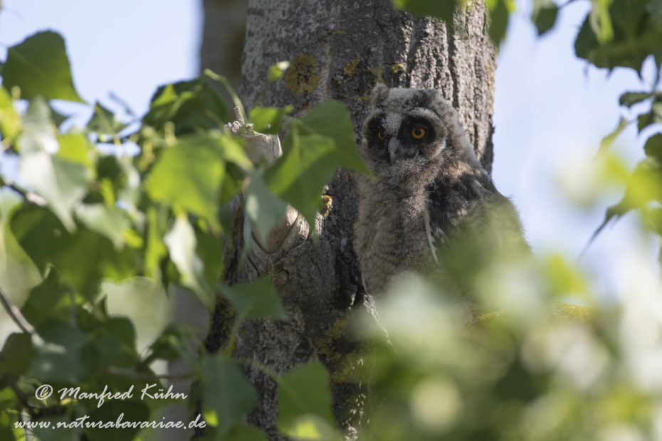 Waldohreule ()_0084