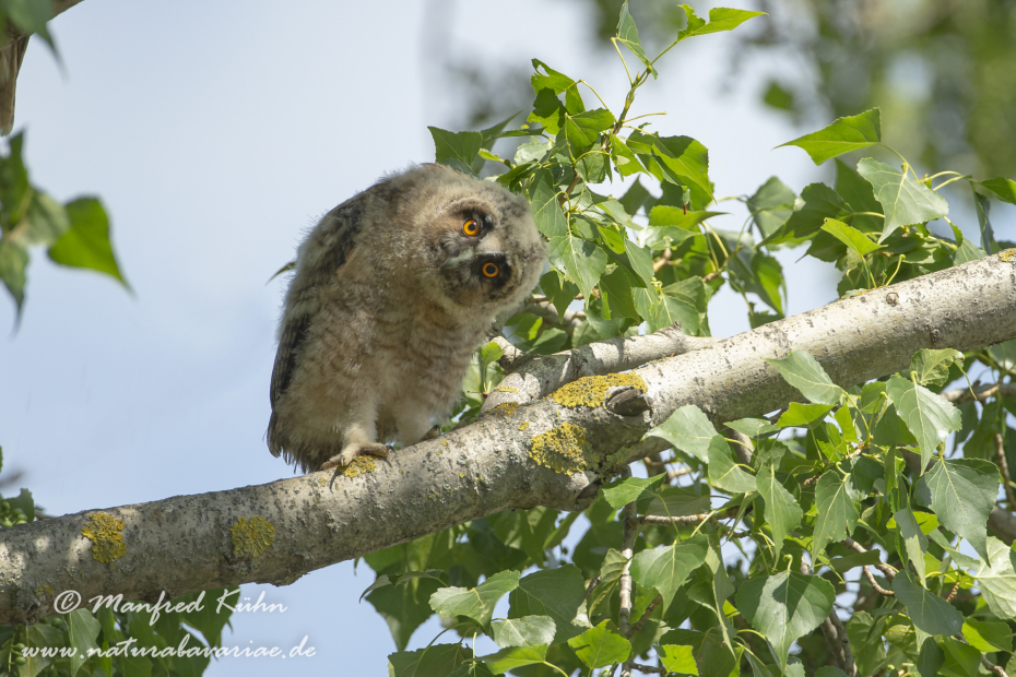 Waldohreule ()_0089