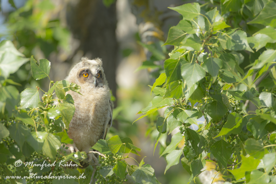 Waldohreule ()_0098