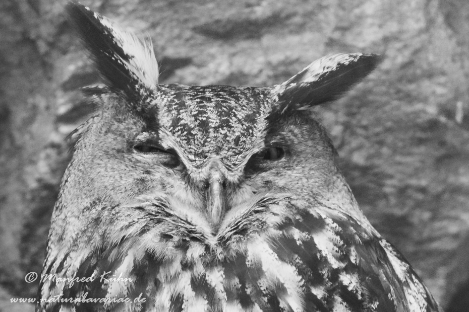 Uhu ()_0042