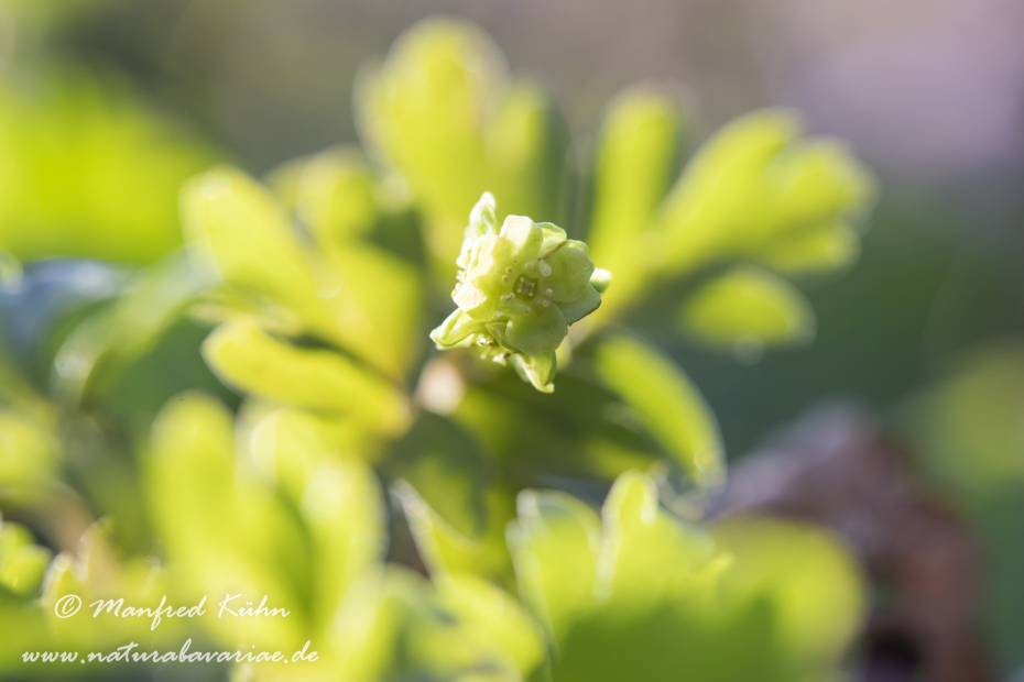 Moschuskraut ()_0005