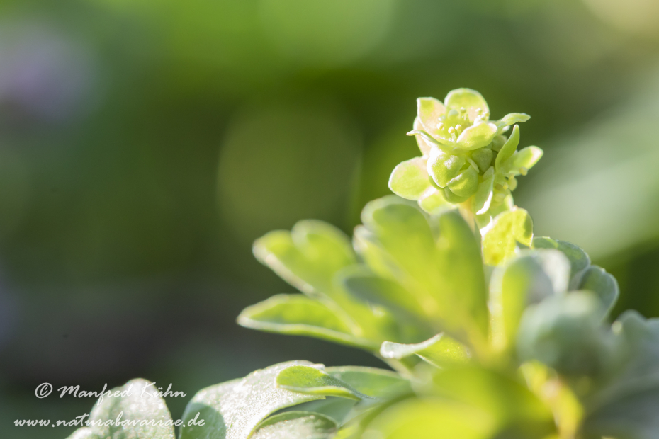 Moschuskraut ()_0006
