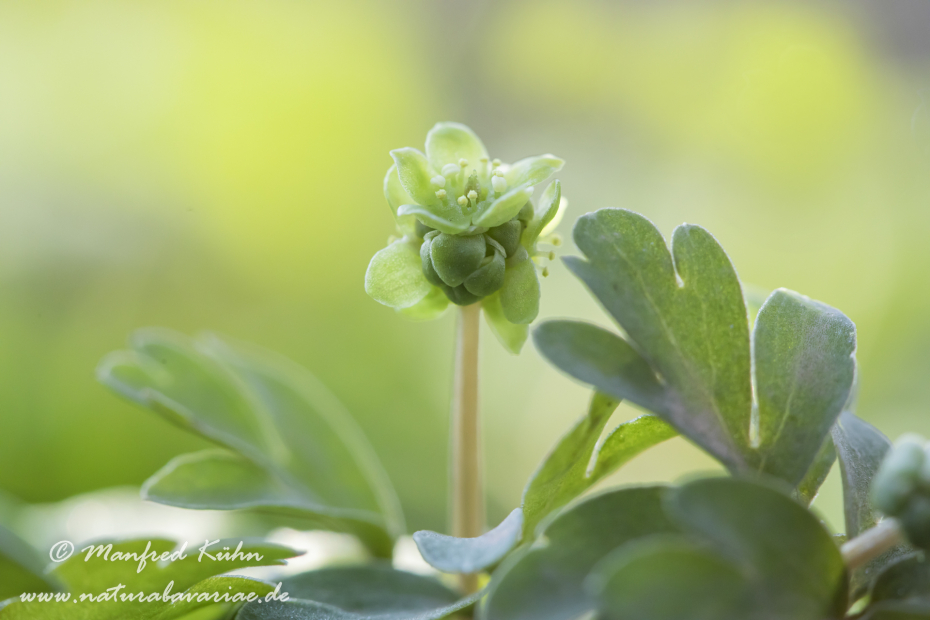 Moschuskraut ()_0010