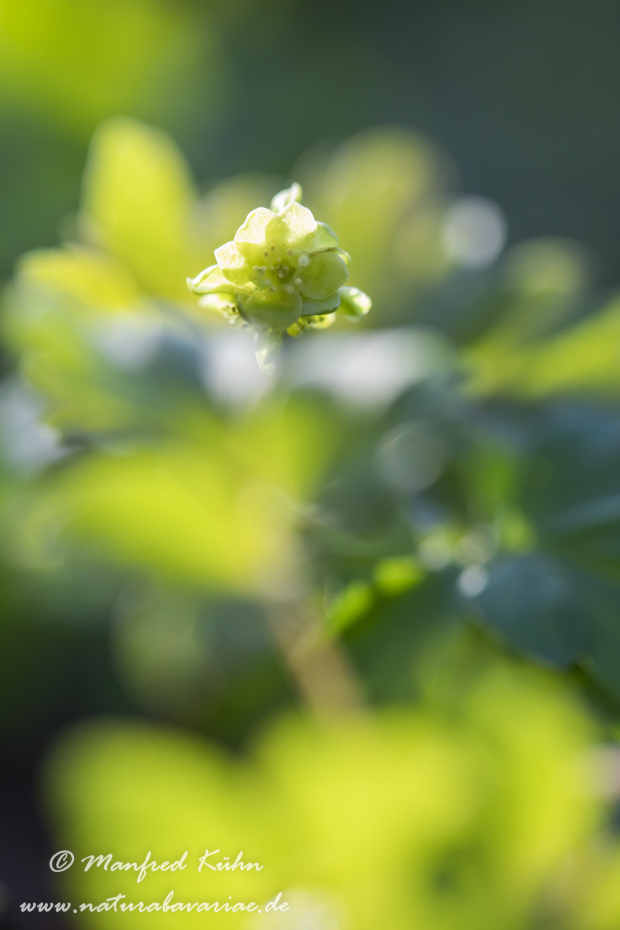 Moschuskraut ()_0014