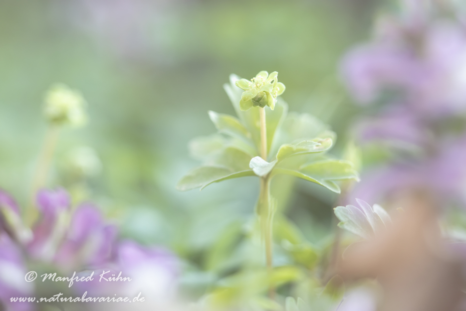 Moschuskraut ()_0028