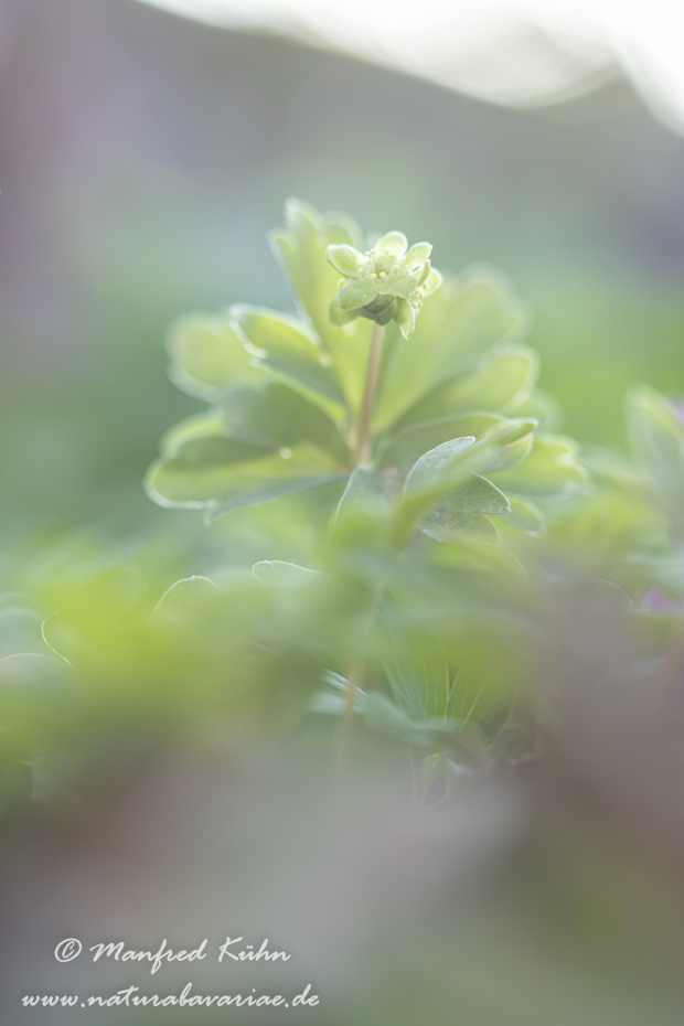 Moschuskraut ()_0030