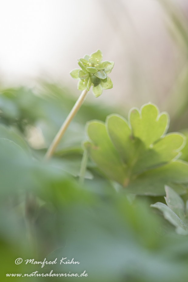 Moschuskraut ()_0039