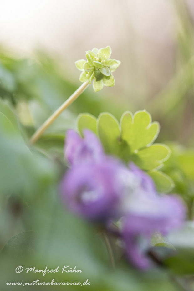 Moschuskraut ()_0040