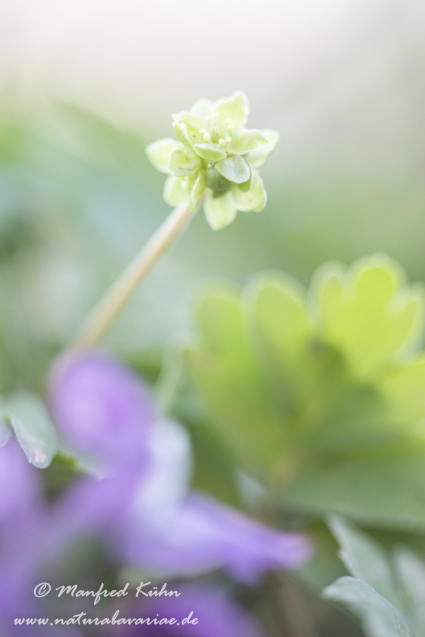Moschuskraut ()_0041