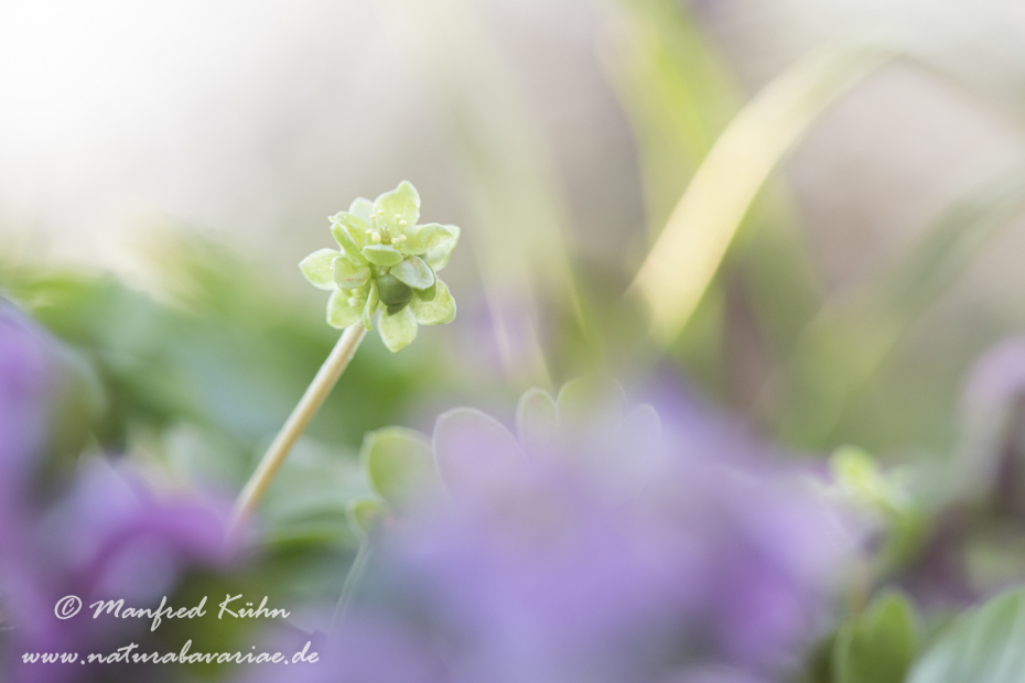 Moschuskraut ()_0044