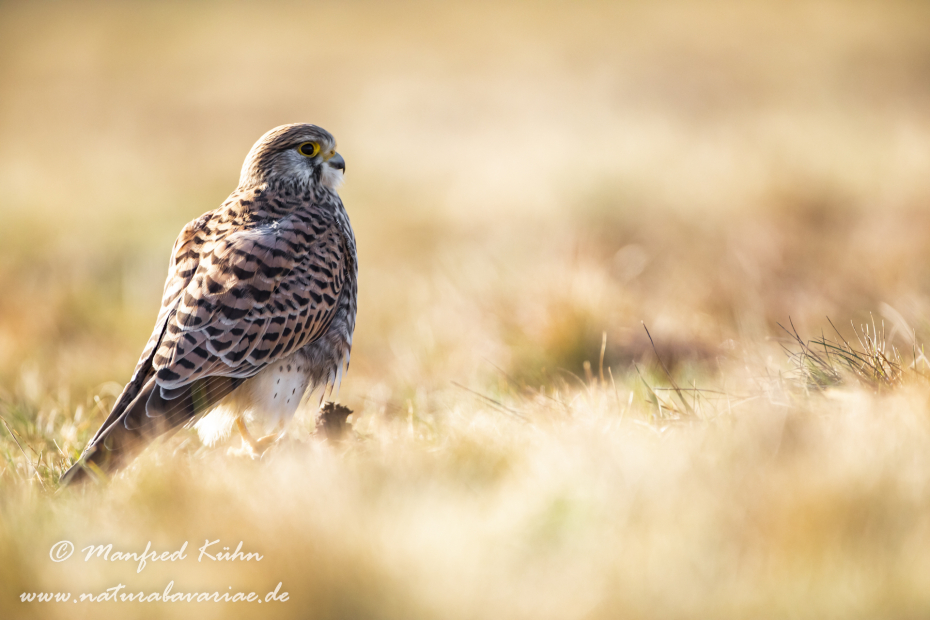 Turmfalke ()_0063