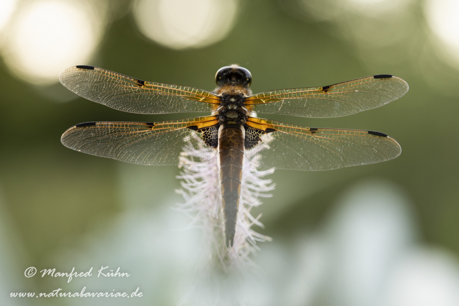 Vierflecklibelle ()_0040
