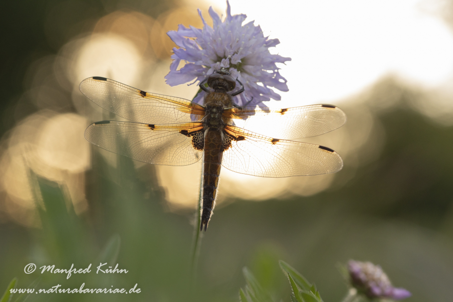 Vierflecklibelle ()_0041