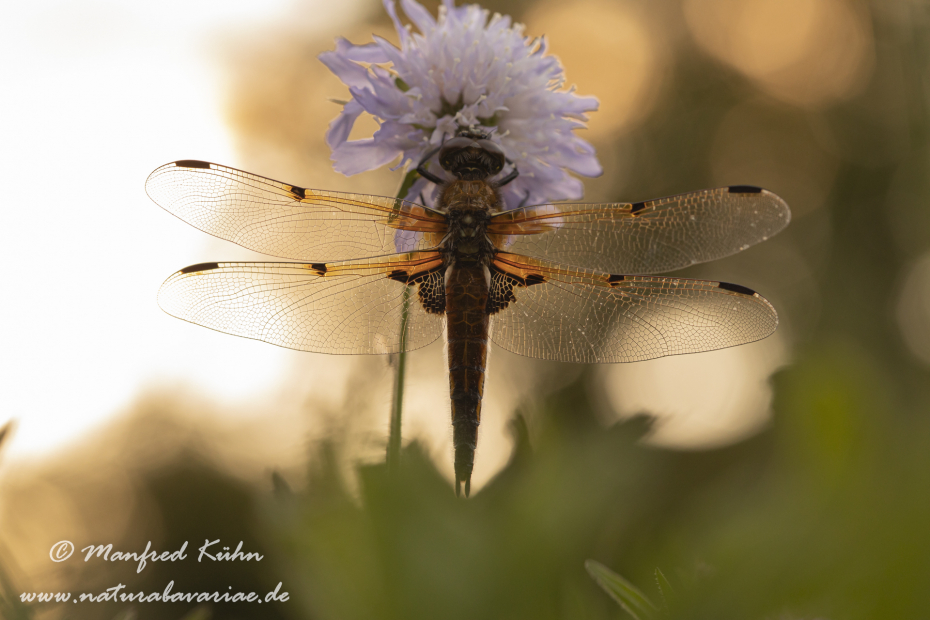 Vierflecklibelle ()_0043