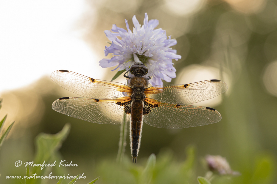 Vierflecklibelle ()_0046